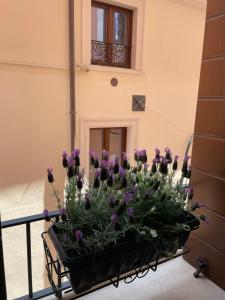 拉奎拉B & B Piazza Angioina的阳台上满是紫色花的马车