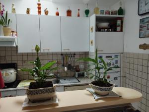 圣马洛chambre d'hote dans maison individuelle的餐桌上放有两盆植物的厨房