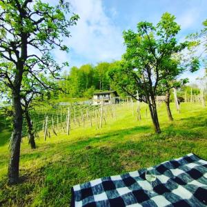 Pristava pri MestinjuMini hiška v objemu vinograda的野餐桌,在有树木和葡萄园的田野上