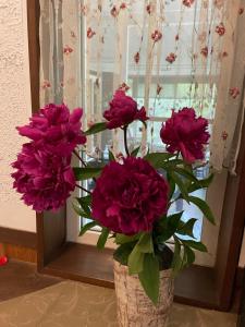 日光Morinouta的窗户上装满紫色花的花瓶