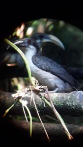 代尼耶耶Rainforest View Hostal And Rainforest Tours的两只鸟坐在树枝上