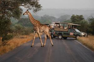 斯库库扎Kruger Gate Hotel的车前穿过马路的长颈鹿