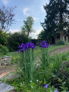 Les Tourellières的花园里的紫色花