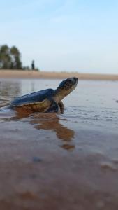 坦加拉Turtle Watch Cabana的海龟在海滩上水中散步