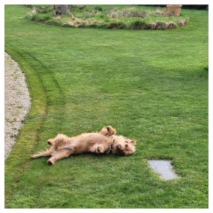 Sainte-SèveGîte de charme au Manoir du Plessis-Quinquis的狗躺在草地上