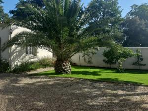 多吕多勒龙Studio的房子的院子中的棕榈树
