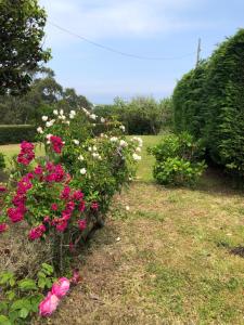 奥尔蒂盖拉Casa Tula的草上种着粉红色和白色花的花园
