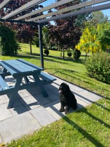 卡洛Riverside Lodge的坐在野餐桌旁的黑狗