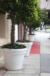 洛杉矶Hotel Carmel Santa Monica的人行道上一排白盆栽的树木