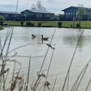 Burgh le MarshHome Farm Park - Static Caravans的两只鸭子在湖中游泳,后面有房子