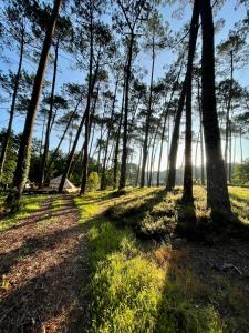 波讷地区圣朱利安Tente Indiana Chênes - La Téouleyre的一条穿过森林的小路,阳光照耀着树林