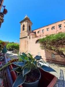 巴勒莫Sant'Oliva28的钟楼阳台上的一个盆栽植物