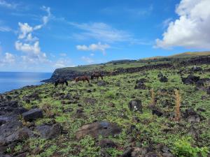 安加罗阿Moehiva Camping Rapa Nui的三匹马在靠近海洋的山丘上放牧