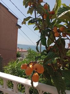 的里雅斯特al porticciolo的 ⁇ 上一棵树上的一束橘子
