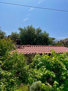 木洛希尼约维奇公寓的一座有红色屋顶和灌木的房子
