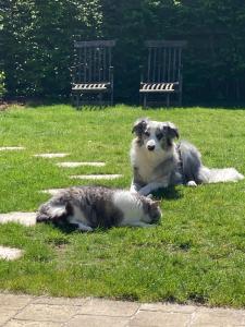 布鲁日Tree & B的两只狗躺在草地上