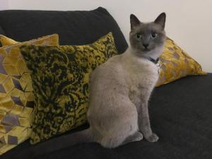 锡拉库扎LA TERRAZZA SUL PORTO的一只灰色和白色的猫坐在沙发上,躺着枕头