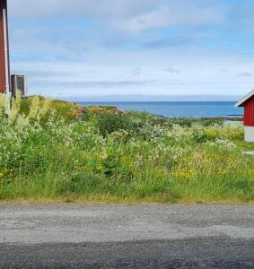 贝勒沃格Liten leilighet i Berlevåg的海边一片草和花