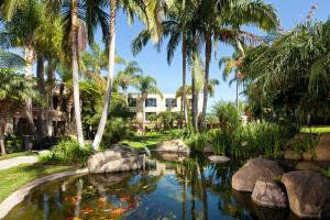 圣地亚哥拉霍亚喜来登酒店的棕榈树度假村前的锦 ⁇ 池