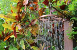 圣保罗VILLA MANAAKI的鸟浴,从植物上悬水