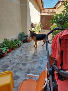 地拉那Vila Kodra的一只狗站在庭院的瓷砖地板上