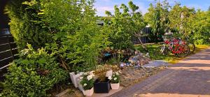 斯武普斯克Apartament LIDER na wyłączność的花园内种有植物和自行车