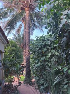 比绍Casa Cacheu low cost family house的花园中间的棕榈树
