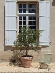 MarcellusChâteau Marcellus的窗户前盆里的植物