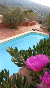 切法卢Villa Verde的蓝色的游泳池,前面有粉红色的花朵