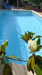 切法卢Villa Verde的坐在游泳池旁的白色玫瑰