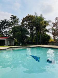 约翰内斯堡OneOnArumAvenue的一座布满蓝水和树木的游泳池