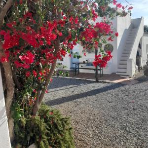 阿尔图拉Monte da Lagoa的一座花园,花园内种有红色的花卉,建筑白色