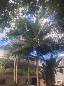 DembeniSOFT YLaNG的两棵棕榈树,在一座建筑前