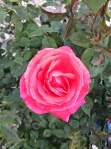 塔布阿苏Casa do César Douro Guest House的花园里正在生长着粉红色的玫瑰