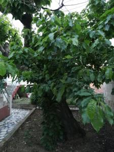 塔布阿苏Casa do César Douro Guest House的院子里绿叶茂密的大树