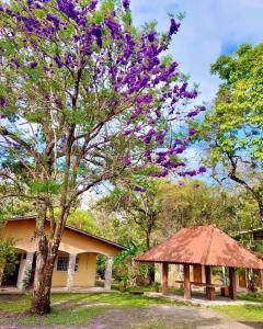 AntónCabañas El Valle的一座建筑物旁一棵紫色花的树