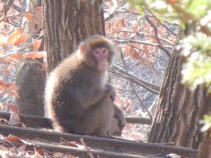 丸山鉱泉旅館的坐在树上看着相机的猴子