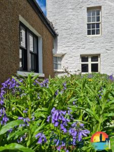 奥克尼89 Victoria Street, Kirkwall, Orkney - OR00066F的一座花园,在一座建筑前种有紫色花卉