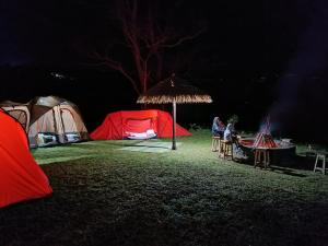 金塔马尼Kintamani Adventure Hidden Lodge的一群帐篷在晚上在田野里