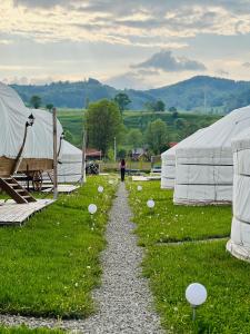 布泽乌河畔瓦马乡Glamping Spiritul Zimbrului的一条带白色帐篷的草地上的砾石路