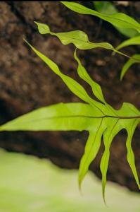 帕拉库鲁Paracuru Kitefriends Lux Pousada的植物顶部的绿叶