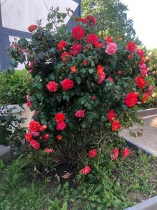 特拉普N&Z HOTELS的花园中红玫瑰的灌木丛