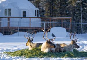 Pleasant ValleyPleasant Acres Reindeer Ranch的一群躺在雪中的小动物