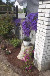 尼堡HvideHus Aunslev的种有紫色花卉和围栏的花园