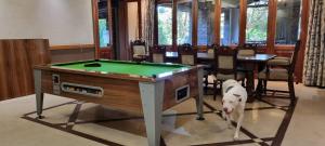 津瓦兹海滩Chantilly Resort的一只狗站在台球桌前