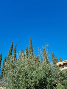 格里莫马斯德拉小珍妮酒店的树 ⁇ ,背后是蓝天