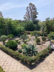 马斯卡利Villa con piscina esclusiva vista Etna的种满了植物和树木的花园