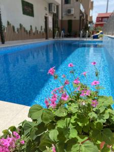 索佐波尔塔巴诺夫海滩酒店的蓝色的游泳池前面有粉红色的花朵