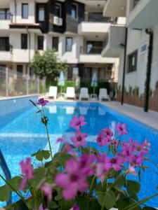 索佐波尔塔巴诺夫海滩酒店的游泳池前种有粉红色花的植物