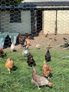 霍利韦尔Top Pen Y Parc Farm Glamping的一群鸡在围栏中